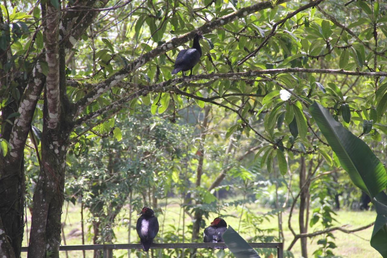 Horquetas River Lodge Sarapiqui Luaran gambar