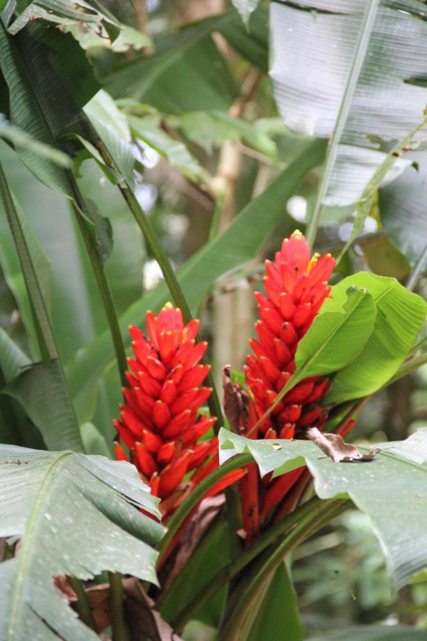 Horquetas River Lodge Sarapiqui Luaran gambar